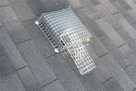 Image result for Squirrel Control