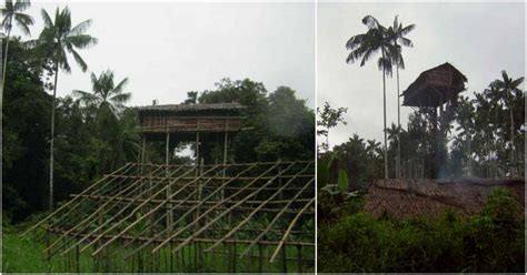 One of the last active tribes of cannibals, Korowai, live in tree ...