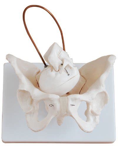 Buy Anatomy Female Pelvis Birth Demonstration Model Mannequin Body Part ...