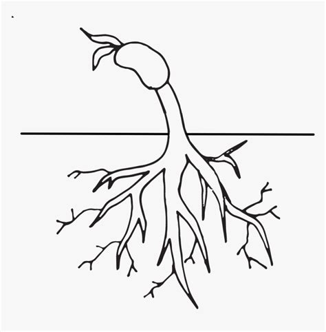 Free Tree With Roots Clipart Black And White Download - Root Clipart ...