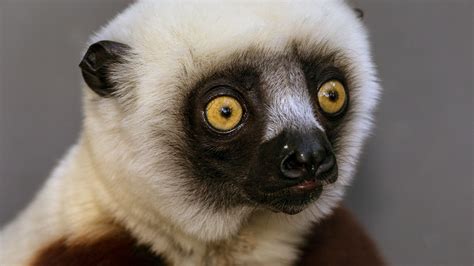 Coquerel's Sifaka | San Diego Zoo Animals & Plants