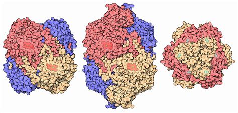 Understanding The Diversity Of Structures And Properties Among Catalases