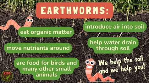 Earthworm Facts For Kids Facts About Earthworms For Kids Earthworm