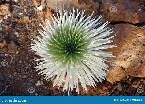 Haleakala Silversword, Highly Endangered Flowering Plant Endemic To the Island of Maui, Hawaii ...