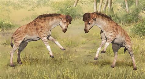 How the giraffe really got its neck | Science Illustrated