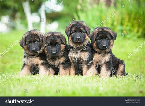 16,718 Family Shepherd Images, Stock Photos & Vectors | Shutterstock