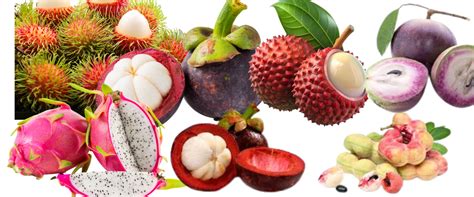 Rare and Unique Fruit Plants in India – Discover Nature’s Hidden Gems ...