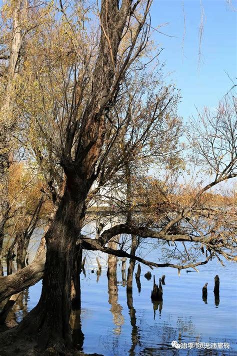 冬日洱海红水杉美出圈最新素材