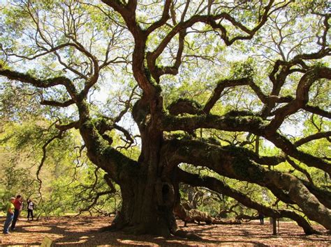 Image result for Example of Root of a Project