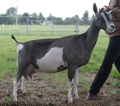 Photo Gallery - Missdee's French Alpine Dairy Goats