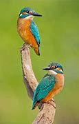Image result for Birds Hugging