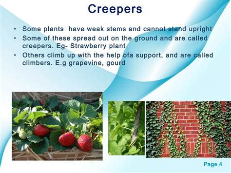Getting to know plants | PPT