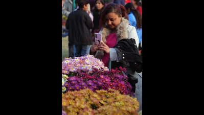 Flower show winners get awards, visitors take home joy | Lucknow News ...