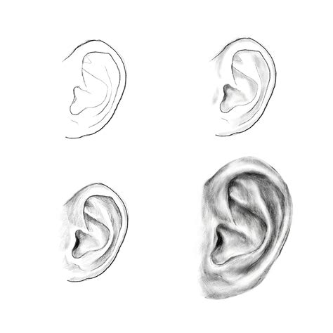 Image result for Ear Drawing Tutorial