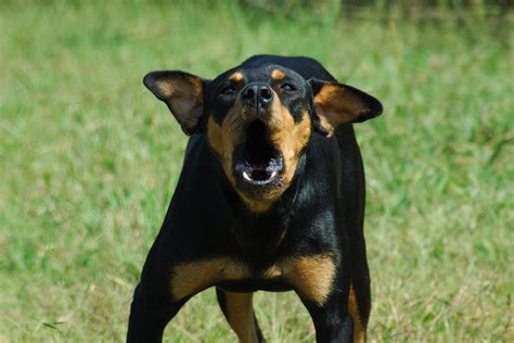 Barking in Dogs - Definition, Cause, Solution, Prevention, Cost