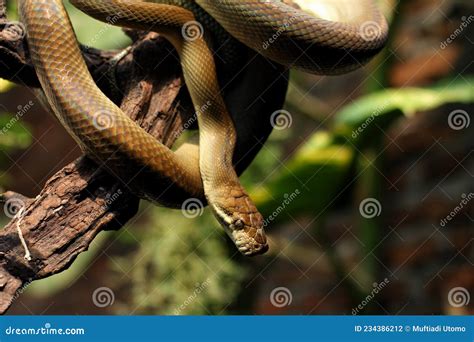Image result for Amethystine Python