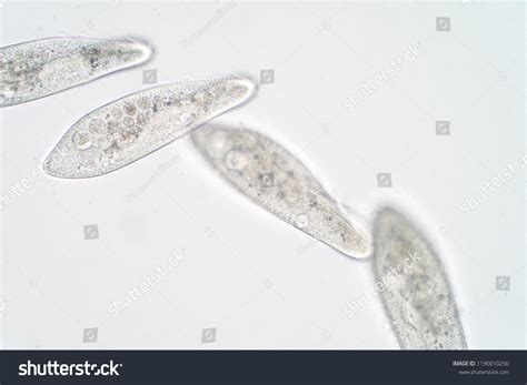 Paramecium Cell Under Microscope
