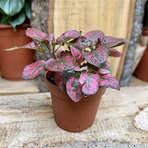 Hypoestes phyllostachya Polka Dot Plant red