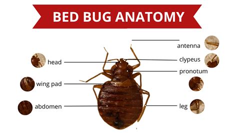 Bed Bug Anatomy - Bed Bug 911