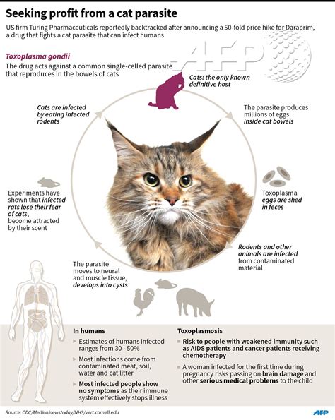 Cat Parasite In Humans Treatment at Jeffrey Gavin blog