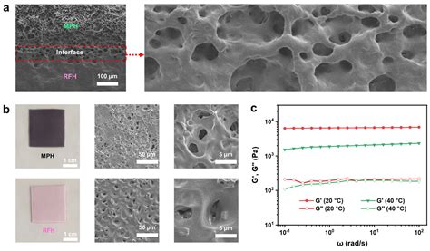 Anisotropic Bi-Layer Hydrogel Actuator with pH-Responsive Color ...
