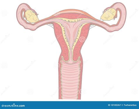 Vagina anatomy stock vector. Illustration of organ, gender - 10105267 - drawing of vagina anatomy