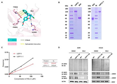 The RSL3 Induction of KLK Lung Adenocarcinoma Cell Ferroptosis by ...