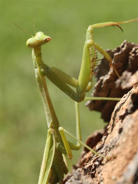 Image result for Praying Mantis