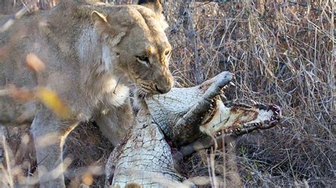 Lion Vs Crocodile Fight Great White Shark Vs. Nile Crocodile | By