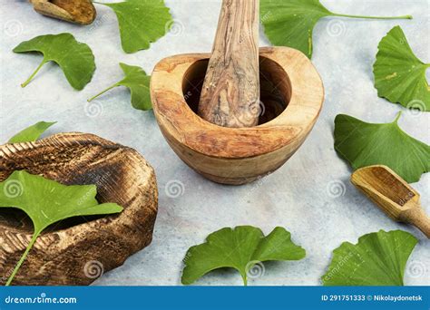 Ginkgo Biloba Leaves, Medicines Stock Image - Image of gingko, medicine: 291751333