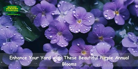 Get The Top Purple Annual Flower From Scenic Nursery And Landscaping