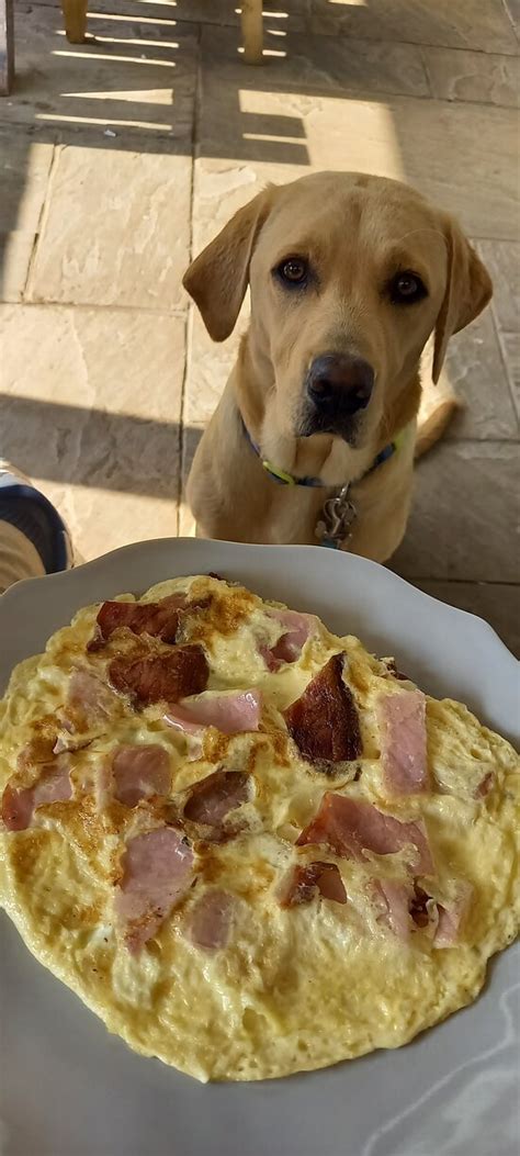 THE ROWAN TREE CAFE, Lamphey - Restaurant Reviews, Phone Number ...