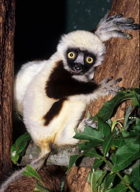 Murió el famoso lémur de Zoboomafoo | Cine | Entretenimiento | El Universo