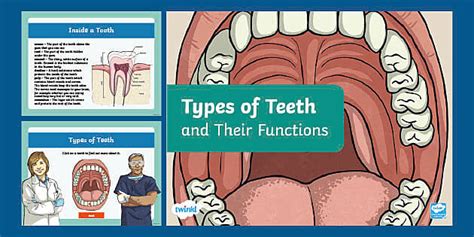 Types of Teeth and Their Functions PowerPoint for 3rd-5th Grade