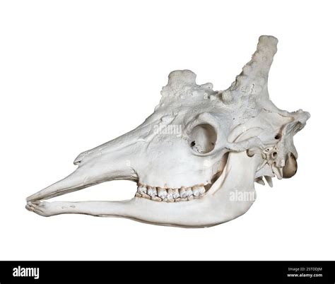 Giraffe bone hi-res stock photography and images - Alamy