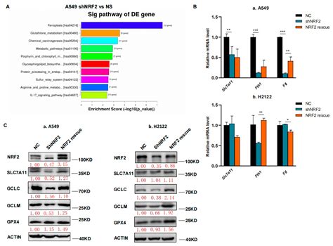 The RSL3 Induction of KLK Lung Adenocarcinoma Cell Ferroptosis by ...