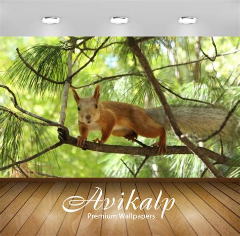 Avikalp Exclusive Awi2191 Brown squirrel on a branch of pine tree Full ...