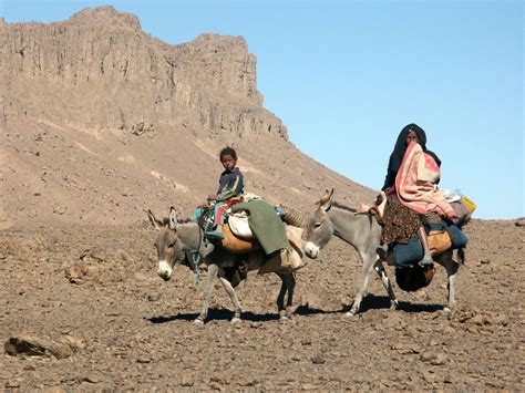 Tribes Nomads Settled Communities Class 7 MCQ Quiz