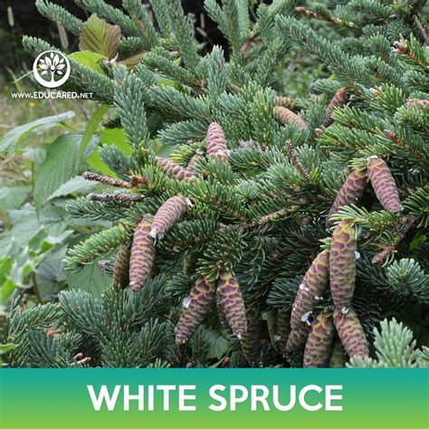 White Spruce Seeds, Black Hills Spruce, Picea glauca – Educared
