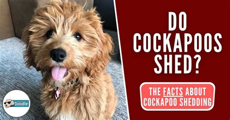 Image result for Cockapoo Shedding