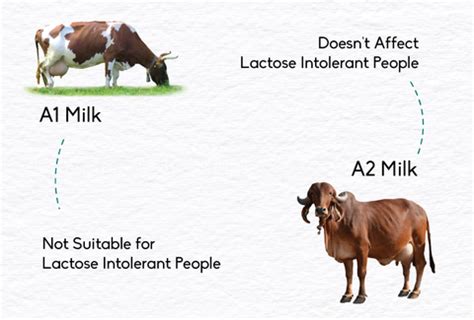 A2 milk vs A1 milk: 101 - Anveshan Farm