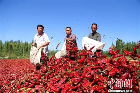 新疆博湖大力发展“红色产业” 金秋时节举行摘辣椒比赛|辣椒|产业|比赛_新浪新闻