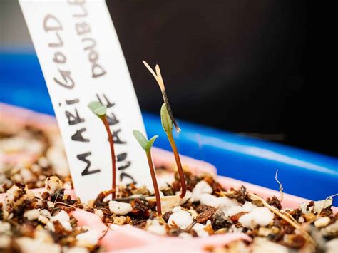 A Guide to Seeds That Need Light (or Total Darkness) to Germinate - Garden Betty