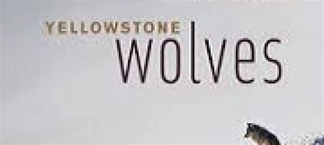 Image result for Yellowstone Wolves Book