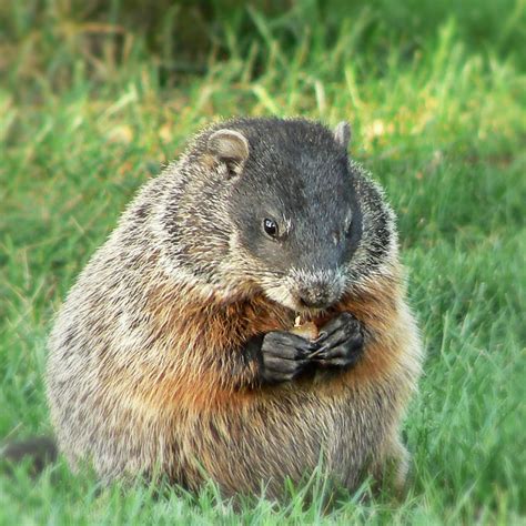Chuck Wood How Much Wood A Woodchuck Could Actually Chuck!! #groundhog
