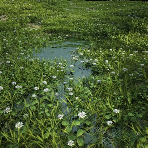 Image result for Clover Modelling