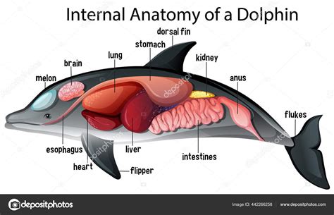 Dolphin Reproductive Anatomy