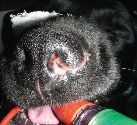 Nasal Polyps in Dogs-Puainta®