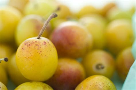 Types of Plums and Pluots, Plus Everything Plum