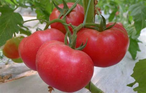 西红柿怎么种植